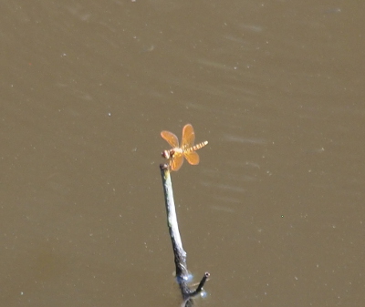 [At the end of a stick coming out of the water is a small amber winged dragonfly with a striped body. The dragonfly is small, but visible at this distance.]